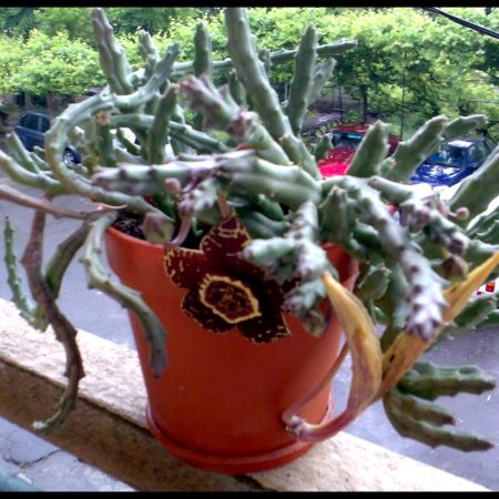 Stapelia